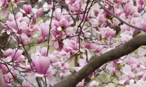 Obfite **magnolia kwitnienie** na gałęziach, z delikatnymi, różowymi i białymi kwiatami.