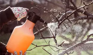 Ręka w kwiecistej rękawiczce wykonuje opryski drzew owocowych, chroniąc je przed szkodnikami.