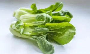 Kilka świeżych główek sałaty pak choi z zielonymi liśćmi i białymi łodyżkami leży na jasnym tle.