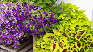 Supertunia Vista w intensywnych, fioletowych kolorach kwitnie obficie, tworząc barwny dywan obok jasnozielonych liści z bordowymi wzorami.