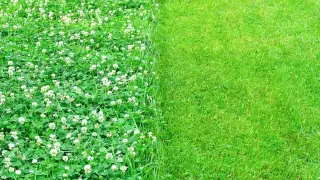 Koniczyna na trawniku kwitnie białymi kwiatami, tworząc kontrast z równo przystrzyżoną zieloną trawą.