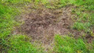 Na trawniku widoczne są brązowe, suche plamy, tworzące dziury w zielonej trawie.