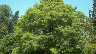 Potężny platan rozpościera swoje zielone gałęzie na tle błękitnego nieba. Wokół niego inne drzewa i krzewy tworzą malowniczy parkowy krajobraz.