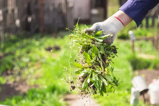 Ręka w rękawicy trzyma garść wyrwanych chwastów z ziemią. Wiosenne porządki w ogrodzie.