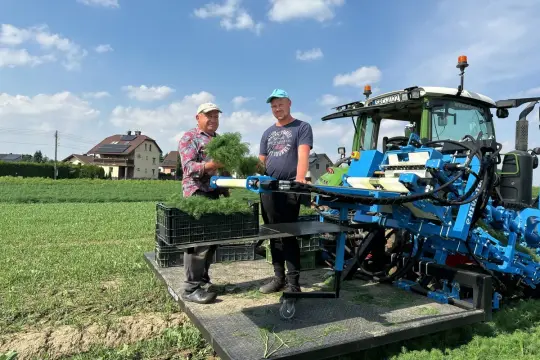 Dwóch rolników zbiera świeżą natkę pietruszki z pola przy użyciu specjalistycznej maszyny.