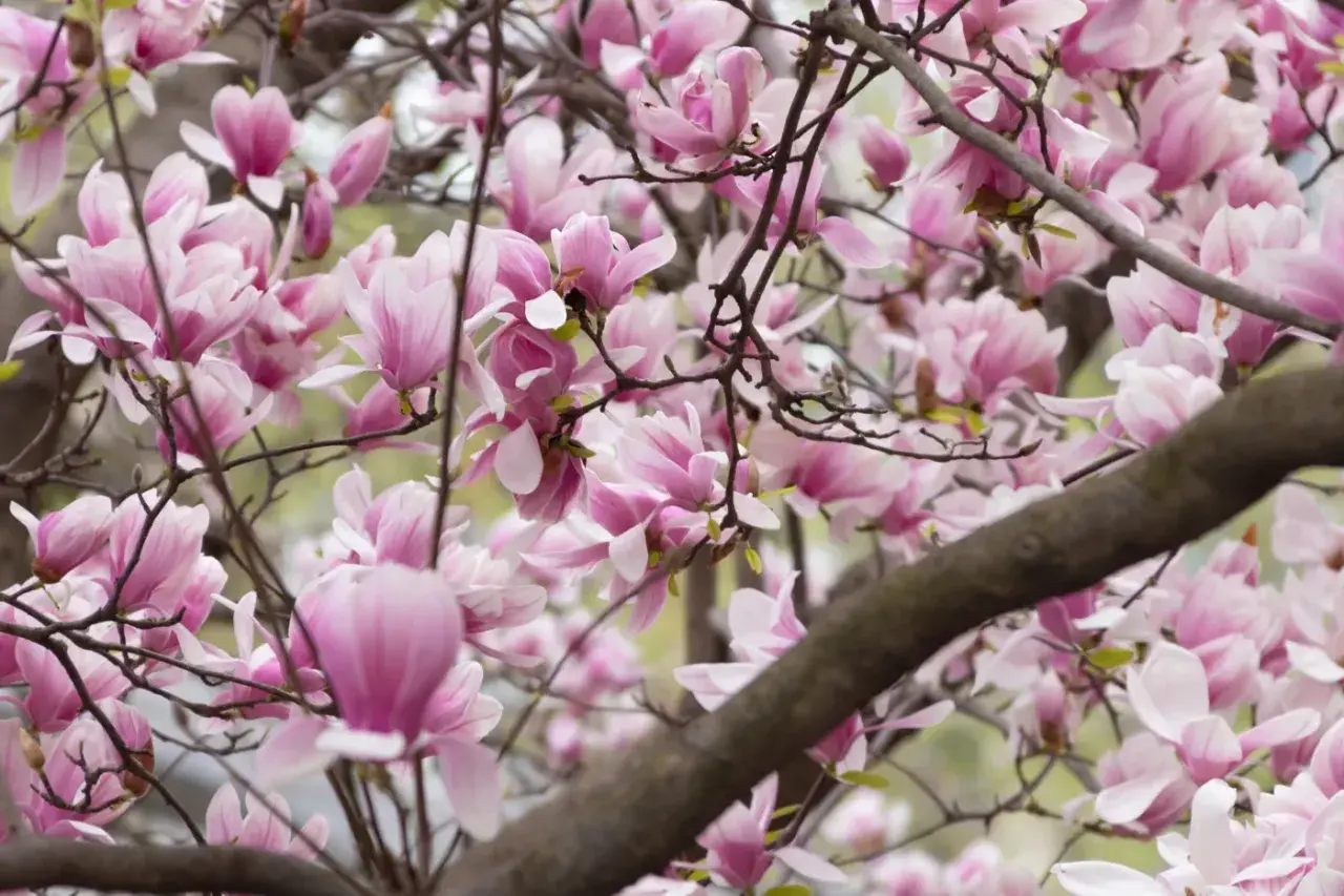 Obfite **magnolia kwitnienie** na gałęziach, z delikatnymi, różowymi i białymi kwiatami.