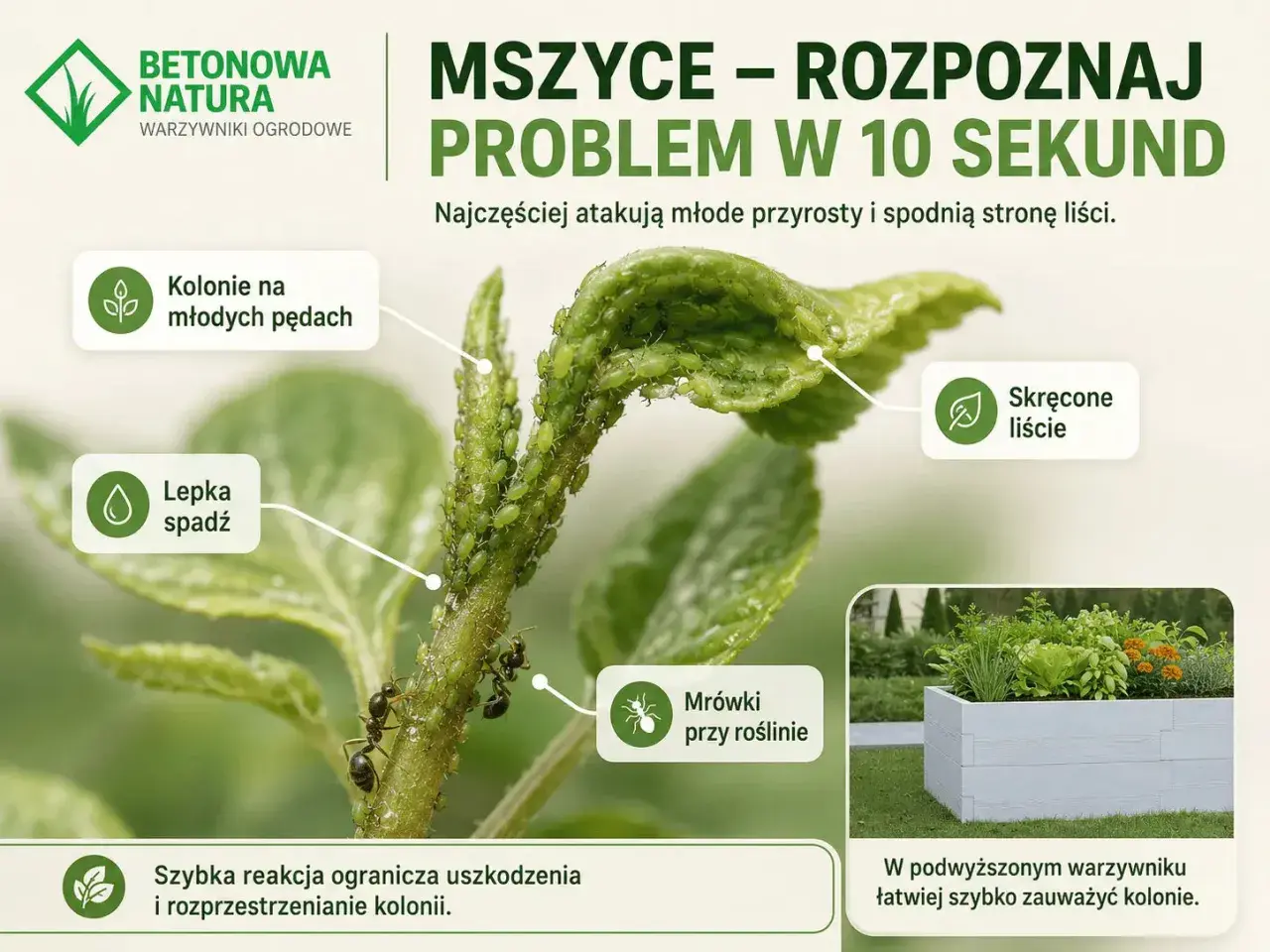 Kolonie mszyc na młodych pędach, lepka spadź i skręcone liście to znaki, jak wygląda mszyca. Mrówki przy roślinie też ją zdradzają.