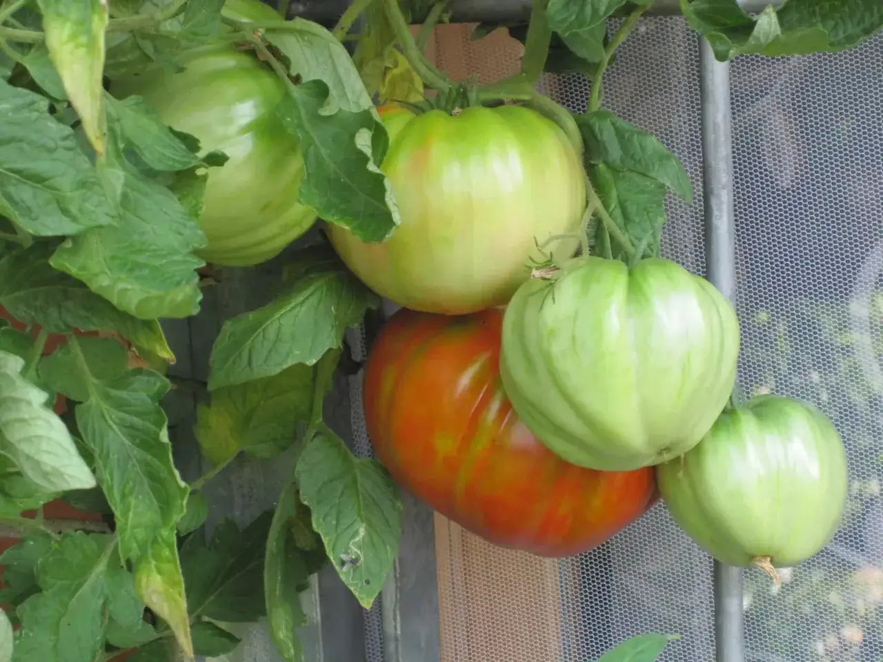 Zielone i pomarańczowe pomidory na krzaku. Zastanawiasz się, czym pryskać pomidory zapobiegawczo, by były zdrowe i dorodne?