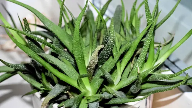 Zielony aloes z białymi kropkami, potrzebuje podlewania. Liście są lekko pomarszczone, co sugeruje, że roślina jest spragniona.